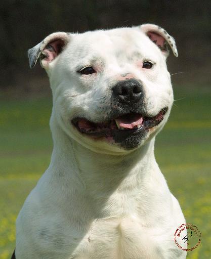 Staffordshire Bull Terrier 9F47D-03.JPG